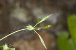 Sweet cicely <BR>Anise-root <BR>longstyle sweetroot